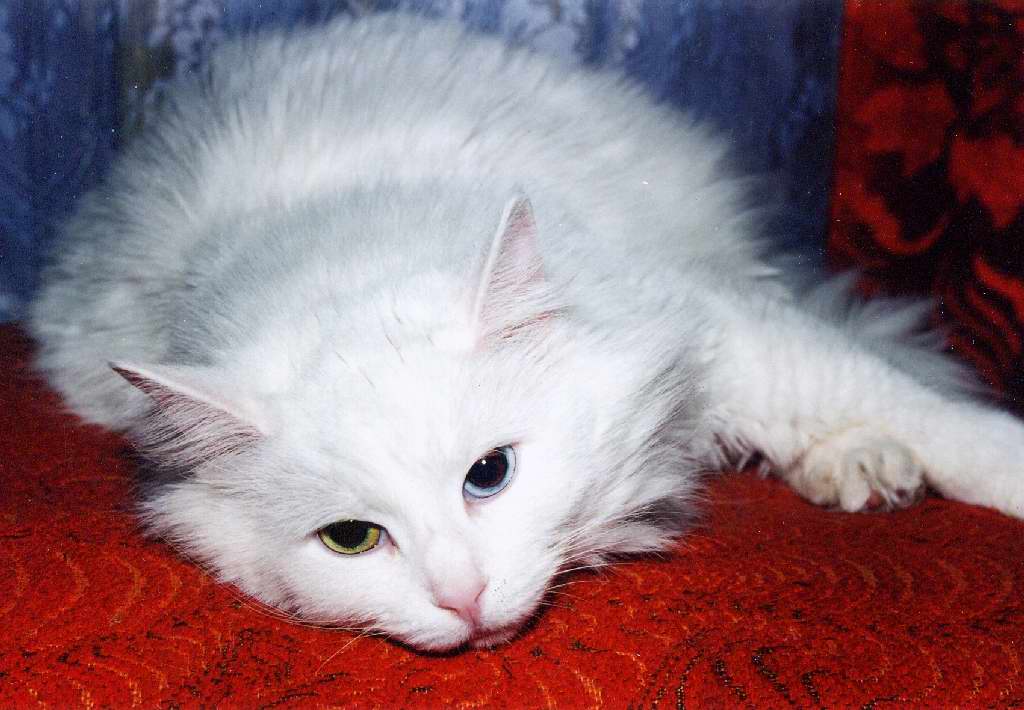 Gatti (42)